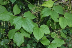 Dioscorea dregeana