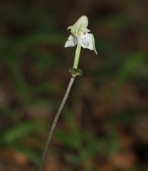 Disperis lindleyana