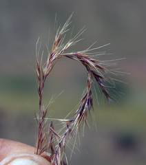 Festuca ambigua