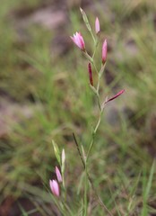 Hesperantha baurii