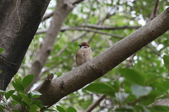 Passer montanus