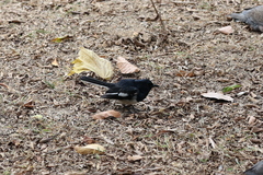 Copsychus saularis