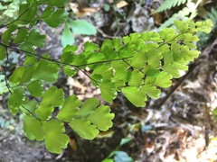 Adiantum raddianum