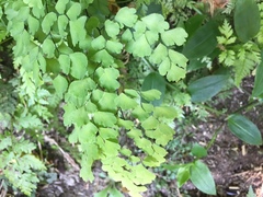 Adiantum raddianum
