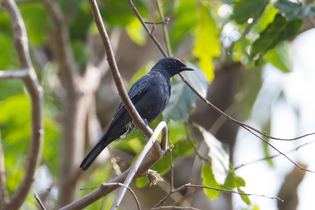 Sulawesi Cicadabird