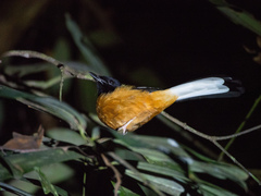 Copsychus stricklandii