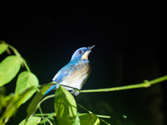 Cyornis turcosus