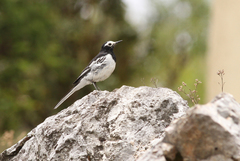 Motacilla alba