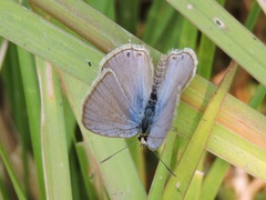 Euchrysops cnejus