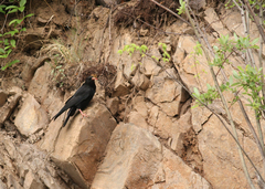 Pyrrhocorax pyrrhocorax