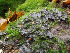 Peltigera ponojensis