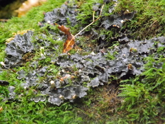 Peltigera ponojensis