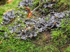 Peltigera ponojensis