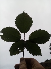 Rubus echinatus
