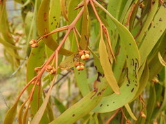 Amyema bifurcata