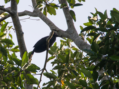 Anthracoceros malayanus