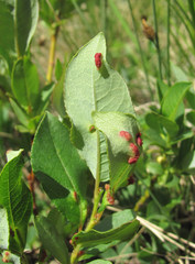Aculus