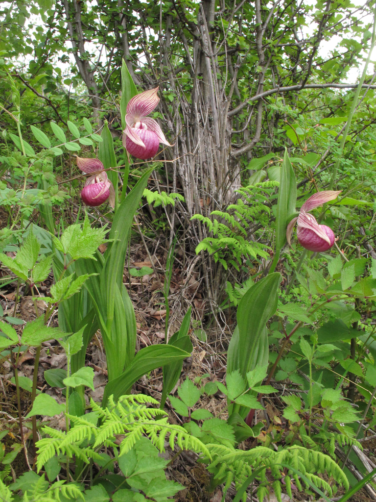 Cypripedium yunnanense Franch.