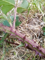 Rubus echinatus