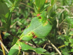 Aculus