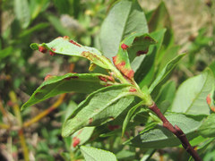 Aculus