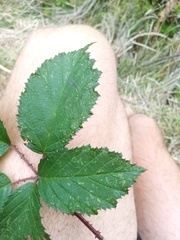 Rubus echinatus