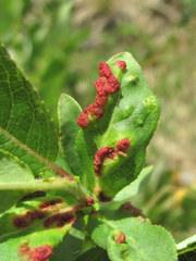 Aculus