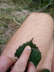 Rubus echinatus