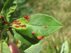 Aculus
