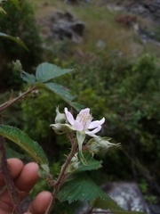 Rubus echinatus