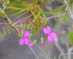 Stylidium scandens