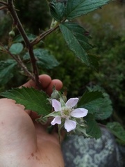 Rubus echinatus