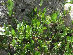 Aculus