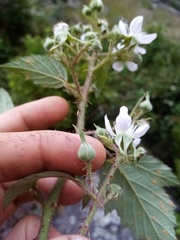 Rubus echinatus