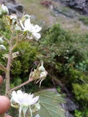 Rubus echinatus