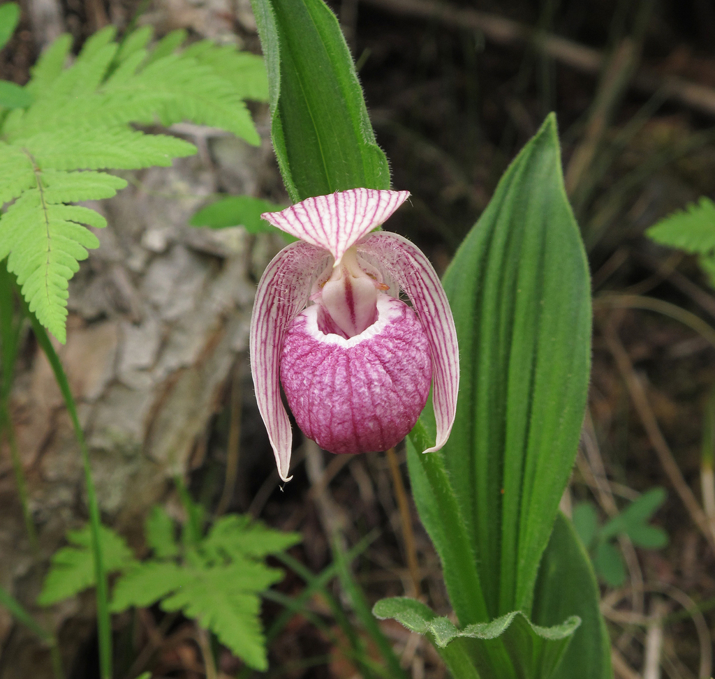 Cypripedium yunnanense Franch. 2