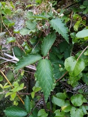 Rubus echinatus