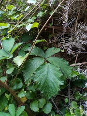 Rubus echinatus