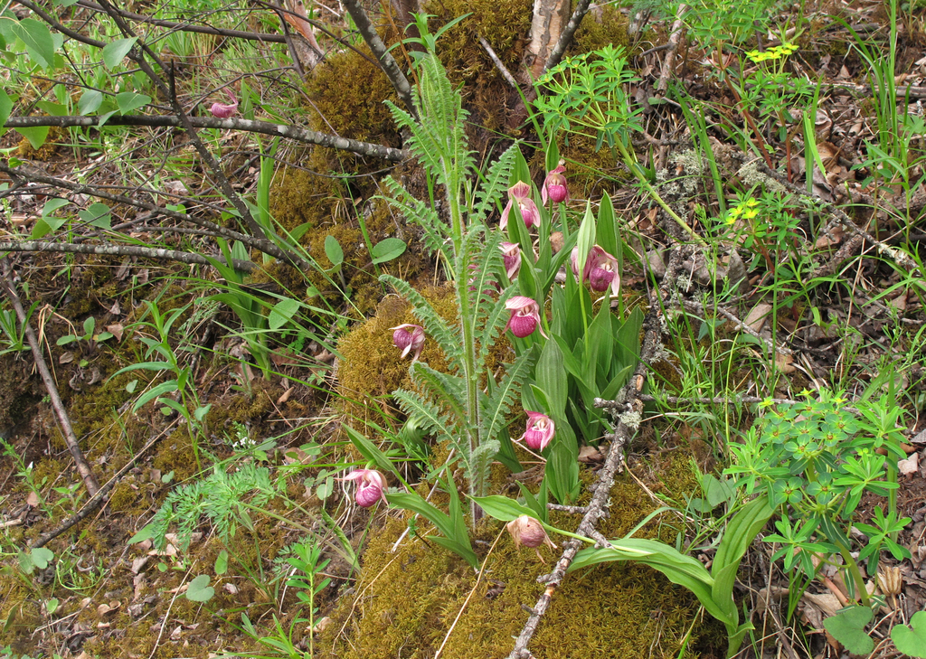 Cypripedium yunnanense Franch. 3