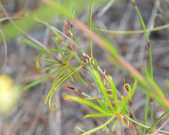 Stylidium scandens