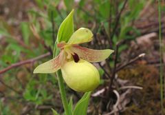 Cypripedium flavum