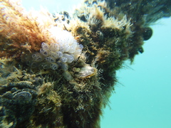 Malleus meridianus