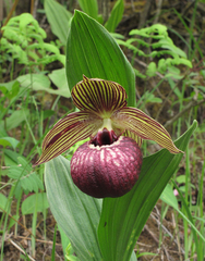 Cypripedium tibeticum