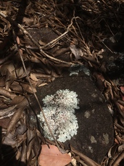 Flavoparmelia caperata