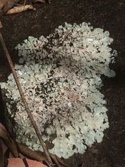 Flavoparmelia caperata