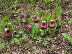 Cypripedium tibeticum