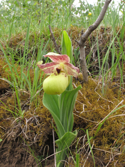 Cypripedium flavum
