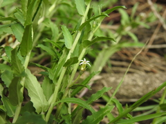 Lobelia concolor