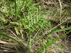 Lobelia concolor