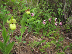 Cypripedium flavum